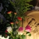 Blumen